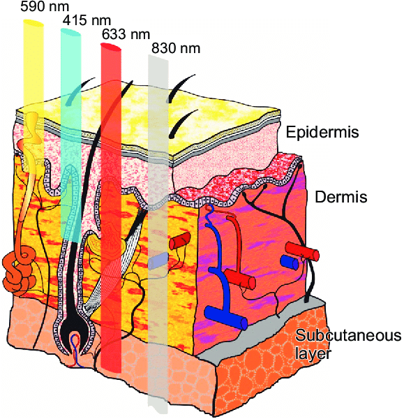 a schematic illustrating the penetration of the healite wavelengths into skin