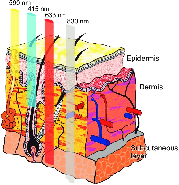 a schematic illustrating the penetration of the healite wavelengths into skin